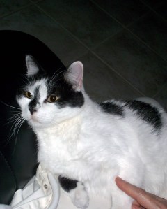 Cuddly Coo On JG's Lap